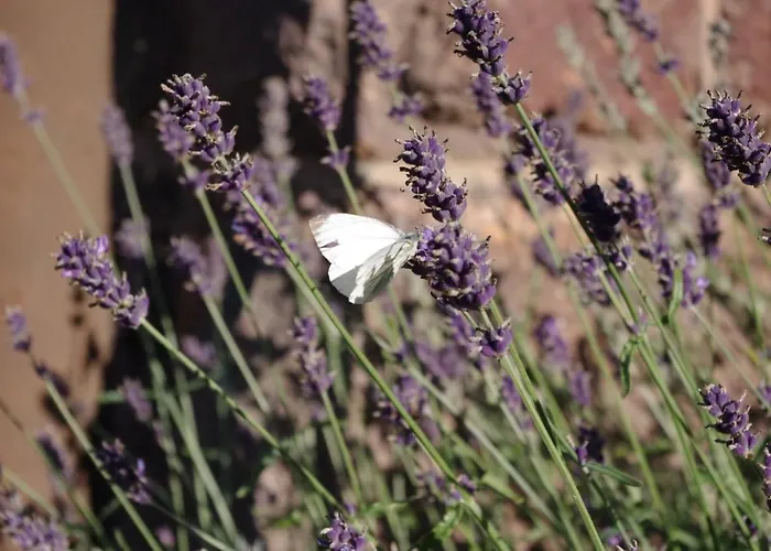 La Petite Provence